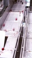 Sorting of berries at factory. Processing of sorting berries with special machines Vertical video