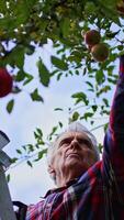 Farmer picks up red apples trying to reach the highest branches. Man stands on the ladder with a box of apples on the top. Low angle view. Vertical video