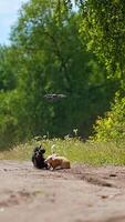 Funny dachshunds and drone. Playful dogs running and jumping on green nature background. Happy pets walking outdoors and bark on the flying drone. Vertical video