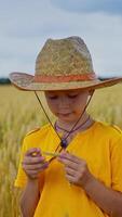 Little boy holding wheat ears in hands in a field. Kid with rye in hands. Straw hat on head. from a side. Vertical video