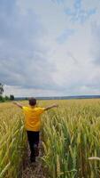 Cute child running in a wheat golden field on a summer day. from back. Blue and gold colours. Vertical video
