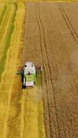 Combine harvesting wheat field. Aerial view on the combine working on wheat field Vertical video