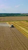 colheitadeira máquina trabalhando dentro campo. combinar colheitadeira agricultura máquina colheita dourado maduro trigo campo vertical video