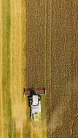 Top view of wheat harvest. Top view from the drone of combine harvester Vertical video