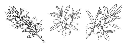 Set of olive tree branches with leaves, fruits or drupes hand drawn with contour lines on white background. Outline drawings vector
