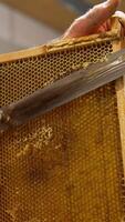 Preparation of honey frame for convenient honey extraction at apiary. Man holds a frame and cuts the tops of honeycombs with electric knife. Vertical video