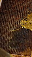 Honeycombs preparation for extraction of organic healthy honey. Male holding a frame and cuts off the tops of wax cells. Close up. Vertical video