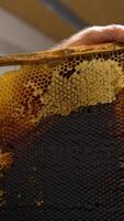 Frame with dark full honeycombs in the hands of male beekeeper. Man uses knife to open the cells of honey frame. Close up. Vertical video