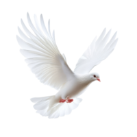 A transparent dove gracefully soaring through the air against a pure transparent background, transparent dove flying in the air,isolated transparent background png