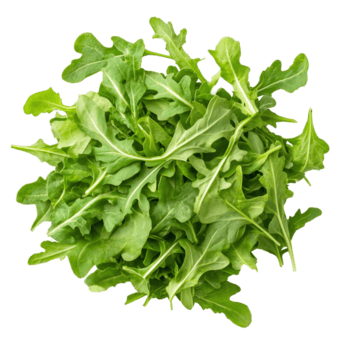 recién cosechado rucola ensalada hojas ingeniosamente arreglado en un brillante transparente antecedentes para culinario inspiración, dulce rucola ensalada o cohete lechuga hojas aislado en transparente antecedentes png
