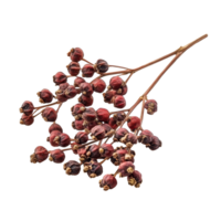Fresh Szechuan pepper fruits from Zanthoxylum piperitum on a transparent background showcasing their unique appearance, Szechuan pepper Zanthoxylum piperitum, fruits isolated against on transparent png