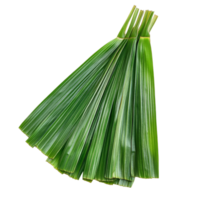 Freshly sliced pandan leaves displayed on a transparent background highlighting their vibrant green color and texture, slice pandan leaf isolated on transparent background png