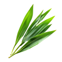 Isolated pandan leaves showcasing their vibrant green color on a clean transparent background for culinary uses, pandan leaves isolated on transparent background png