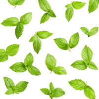 Fresh mint leaves scattered in a vibrant pattern against a clean transparent background, Fresh mint leaves pattern isolated on transparent background png
