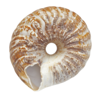 A beautiful nautilus shell isolated against a clean transparent background showcasing intricate natural patterns, nautilus isolated on transparent background png