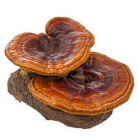 Reishi mushroom Ganoderma lucidum isolated on a transparent background showcasing its unique shape and rich colors, reishi mushroomGanoderma lucidum isolated on transparent background png