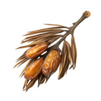 Dried date palm branch with leaves showcasing rich texture against a transparent background, dried date palm with leaf isolated on transparent background png