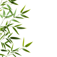Fresh bamboo leaves arranged elegantly on a transparent background showcasing natural beauty, bamboo leaves on transparent background png