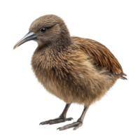 A kiwi bird standing on a transparent background showcasing its unique features and fluffy texture, Red kiwi fruit isolated on transparent background png