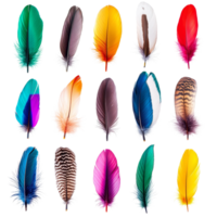 A vibrant collection of colorful feathers in various shapes and sizes isolated against a pristine transparent background, colorful feathers isolated on transparent background png