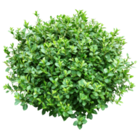Vibrant green bush isolated on a transparent background perfect for design projects and creative applications, green bush isolated on transparent background cutouts png