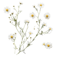 Delicate chamomile blooms displayed artistically on a clean transparent surface, Delicate chamomile blooms isolated on a clean transparent background, perfect for s ands png