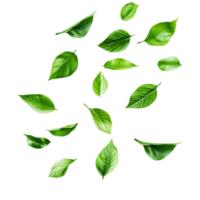 Flying green leaves in various shapes and sizes isolated against a clean transparent background for natureinspired design, flying green leaves isolated on transparent background png