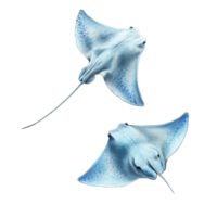 Stingrays gliding gracefully on a smooth transparent background during a serene underwater moment, Stingrays with transparent background png