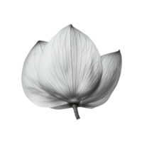 Elegant black and transparent lotus petal gracefully displayed against a minimalistic transparent background, lotus petal black and transparent on transparent background png