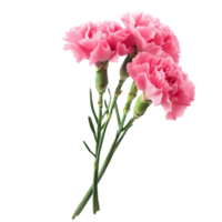 Beautiful pink carnation flowers isolated on a transparent background showcasing delicate petals and green stems, Carnation flowers isolated on transparent background cutout png