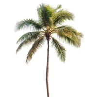 A tall palm tree with lush green fronds reaching towards a bright transparent background in a tropical setting, palm tree on transparent background png