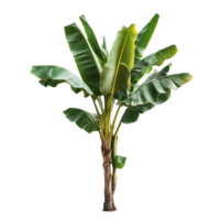 Real banana tree with vibrant green leaves against a clean transparent background in a tropical setting, Banana Tree on transparent background, real banana tree green leaf isolate die cut file png