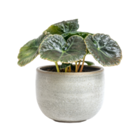 A beautiful begonia plant in a simple ceramic pot displayed indoors, Begonia plant displayed in simple ceramic pot isolated on solid transparent background png