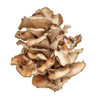 Maitake mushroom Grifola frondosa isolated on a transparent background showcasing its unique texture and shape, maitake mushroomgrifola frondosa isolated on transparent background png