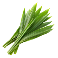 Fresh pandan leaves isolated on a transparent background for culinary and decorative uses in various cuisines, pandan leaves isolated on transparent background png