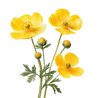 Buttercup flowers in vibrant yellow shades with delicate petals and green stems against a clean transparent background, Buttercup flowers isolated on transparent background png