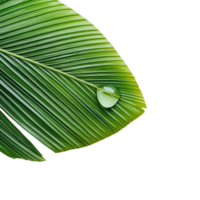 A single water drop rests on a vibrant green palm leaf against a clean transparent background, water drop on green leaf of palm tree on transparent backgroundfile png