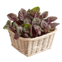 Fresh red spinach in a woven basket against a clean transparent background, showcasing its vibrant colors and healthy leaves, red spinach in the basket on transparent background png