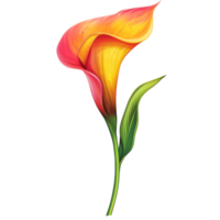 Vibrant calla lily in bright colors showcasing its elegance against a plain transparent background, vibrant cala lily in style, isolated on a transparent background for design layouts png