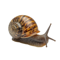 A detailed view of a snail with a patterned shell, moving slowly across a transparent background in a calm setting, Snail isolated on transparent background png