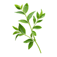 Fresh Kariyat leaves, known for their health benefits, displayed on a light background, Kariyat or Andrographis paniculata green leaves isolated on a transparent background png
