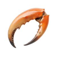 Isolated crab claw displayed on a transparent background showcasing its natural colors and intricate details, a red crab top view isolated on transparent background png