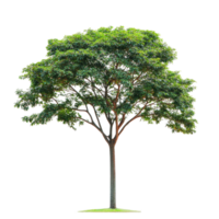 A solitary green tree with lush leaves isolated against a clean transparent background for naturethemed designs, Tree on transparent background, real tree green leaf isolate die cut file png