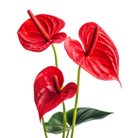 Vibrant anthurium flowers on a transparent background showcasing their natural beauty and structure, anthurium flowers isolated transparent background png