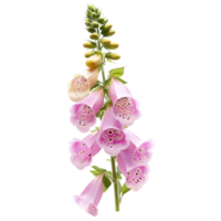 Delicate foxglove flowers in soft pink hues against a bright transparent background highlighting their intricate design, foxglove flower on transparent background png