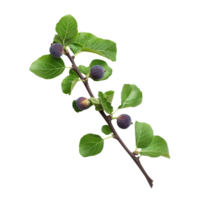 Fresh organic fig vine branch with ripe fruit and vibrant leaves on a transparent background, Fresh organic fig vine branch on transparent background. Fig vine transparent background png