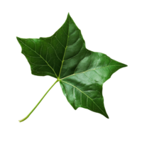 Green ivy leaf resting on a clean transparent background showcasing its vibrant color and intricate texture, Green ivy leaf on transparent backgroundfile png