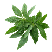 Fresh cassava leaves laid out on a transparent background, showcasing their vibrant green color and unique shape, Cassava leaves vegetable food ingridient transparent background png
