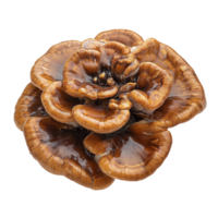 Lingzhi mushroom displayed on a clean transparent background, showcasing its intricate details and natural beauty, lingzhi mushroom on transparent background png