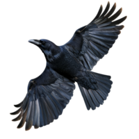 A raven in flight showcasing detailed feathers on a transparent background, flying raven, file of isolated object on transparent background png